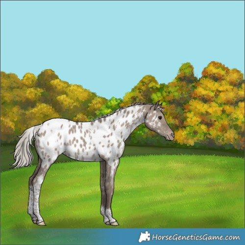 Horse Color:White Spotted Silver Grullo Tobiano Appaloosa Rabicano