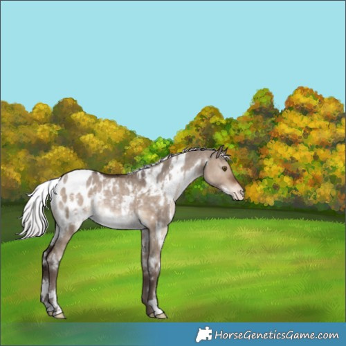 Horse Color:White Spotted Silver Brown Dun Appaloosa Rabicano