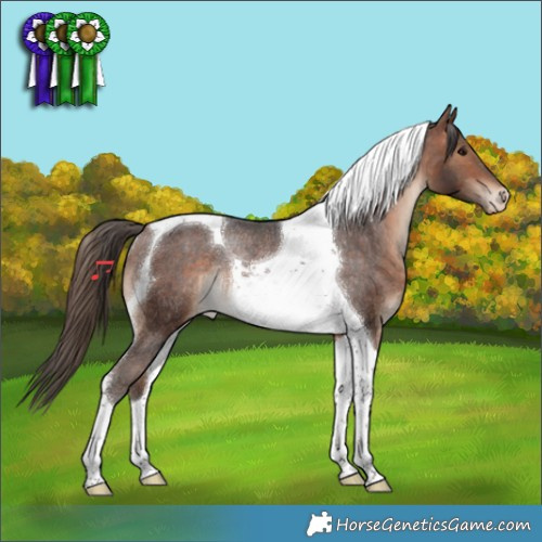 Horse Color:Bay Tobiano Appaloosa Rabicano 