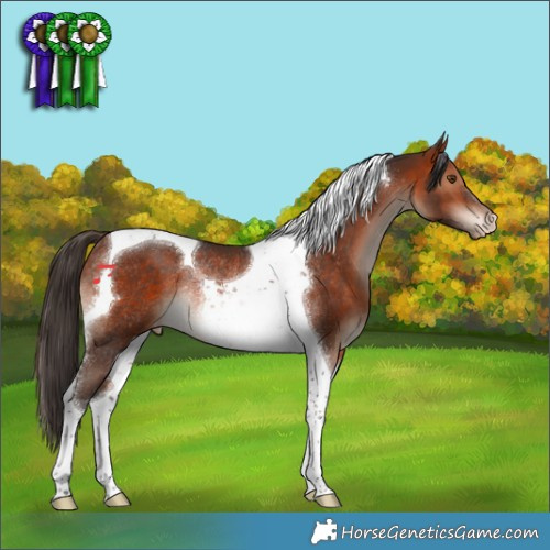 Horse Color:Bay Tobiano Appaloosa Rabicano 