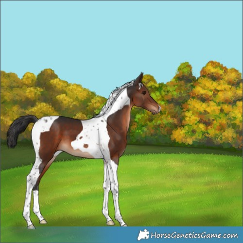 Horse Color:Brown Tobiano 