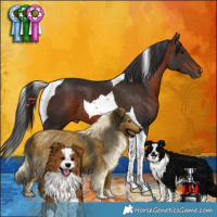 Horse Color:Brown Tobiano 