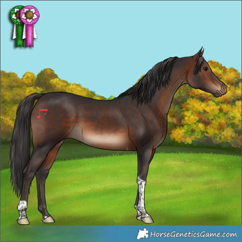 Horse Color:Brown Tobiano