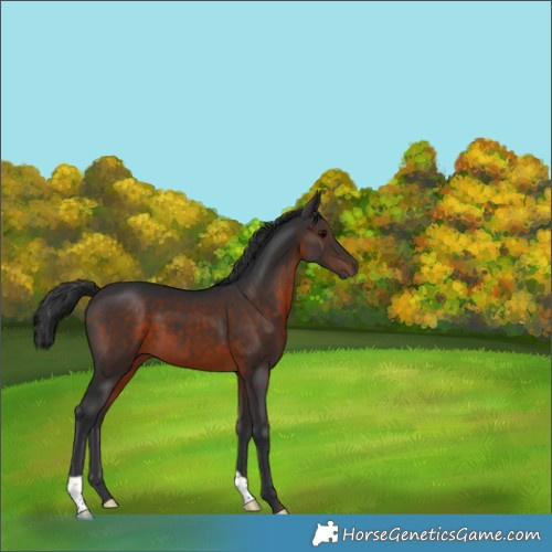 Horse Color:Brown 