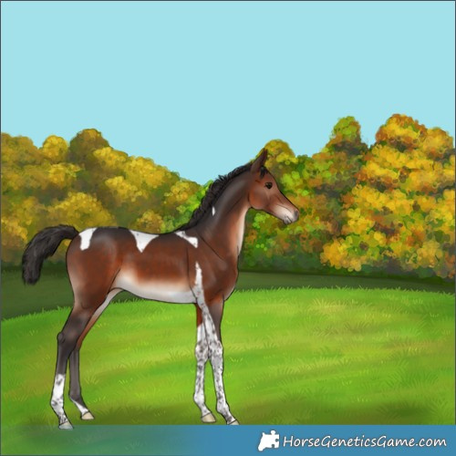 Horse Color:Brown Tobiano 