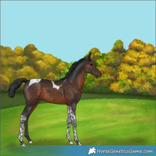Horse Color:Brown Tobiano 