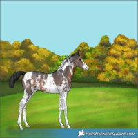 Horse Color:Brown Sabino Tobiano