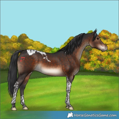 Horse Color:Brown Tobiano 