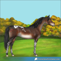 Horse Color:Brown Tobiano