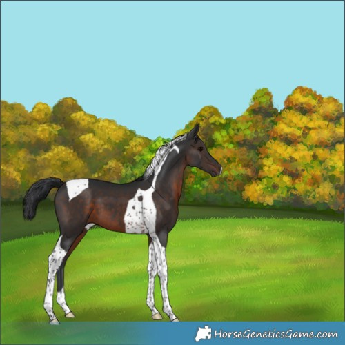 Horse Color:Brown Tobiano 