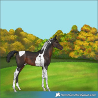 Horse Color:Brown Tobiano 