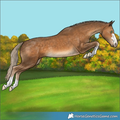 Horse Color:Chocolate Palomino 