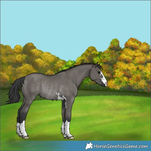 Horse Color:Grullo Rabicano 