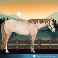 Horse Color:Bay Pearl Dun Rabicano 