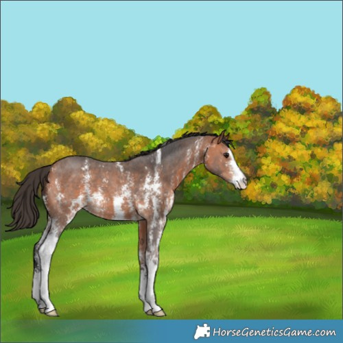 Horse Color:Bay Sabino 