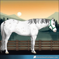Horse Color:White Spotted Brown Sabino Rabicano 