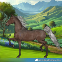Horse Color:Liver Chestnut Mushroom Appaloosa Rabicano