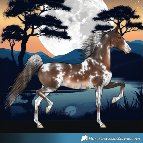 Horse Color:White Spotted Liver Chestnut