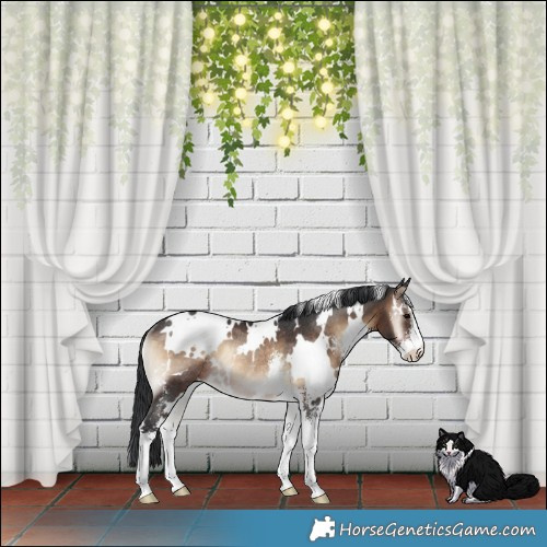 Horse Color:White Spotted Brown Onyx Sabino Rabicano