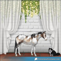 Horse Color:White Spotted Brown Onyx Sabino Rabicano 
