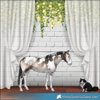 Horse Color:White Spotted Brown Onyx Sabino Rabicano
