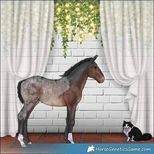 Horse Color:Brown Ice Rabicano 