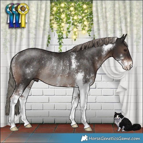 Horse Color:Liver Chestnut Mushroom Sabino Rabicano 