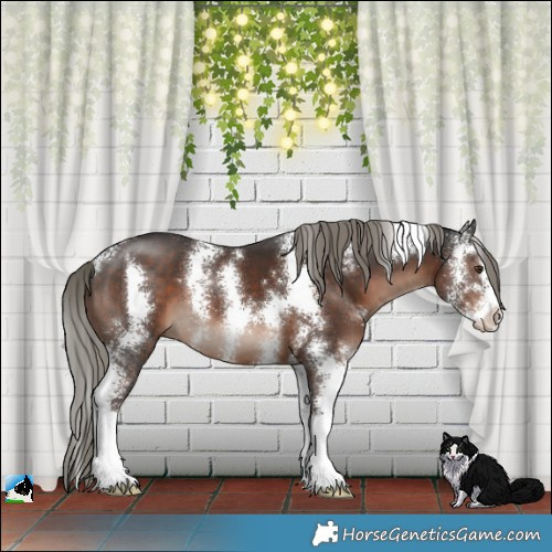 Horse Color:Liver Chestnut Mushroom Sabino 