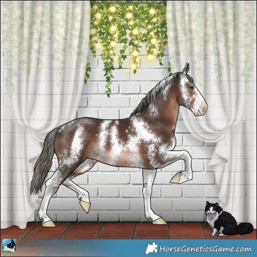 Horse Color:Liver Chestnut Mushroom Sabino 