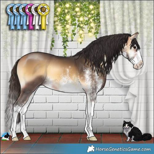 Horse Color:White Spotted Buckskin Onyx Splash 