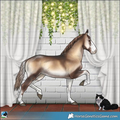 Horse Color:Liver Red Onyx Sabino Rabicano 