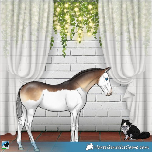 Horse Color:Bay Onyx Splash Rabicano 