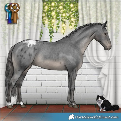 Horse Color:Black Mushroom Appaloosa Rabicano 