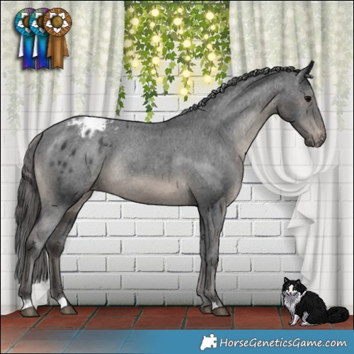 Horse Color:Black Mushroom Appaloosa Rabicano 