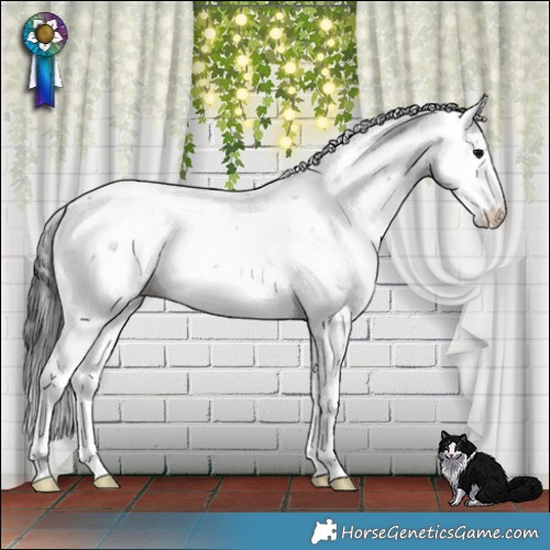 Horse Color:Black Sabino Appaloosa Rabicano 