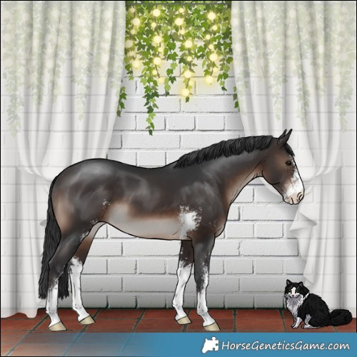 Horse Color:Brown Mushroom Sabino