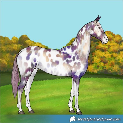 Horse Color:Plaid  Liver Red Onyx Tobiano Near Leopard 