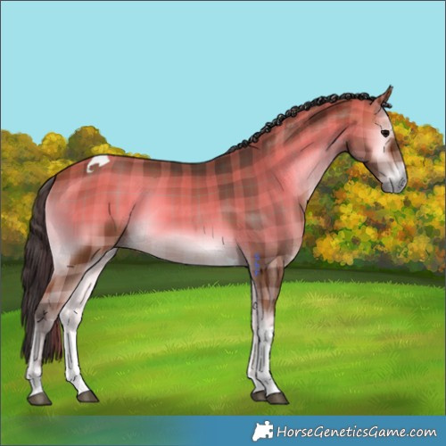 Horse Color:Plaid  Bay Onyx Tobiano 