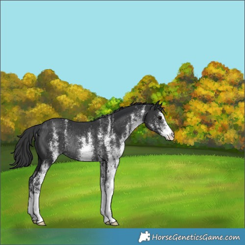 Horse Color:White Spotted Black Rabicano
