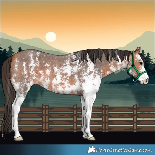 Horse Color:Bay Sabino 