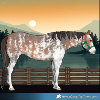 Horse Color:Bay Sabino