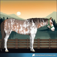 Horse Color:Bay Sabino 