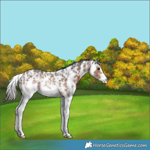 Horse Color:Brown Sabino Rabicano 