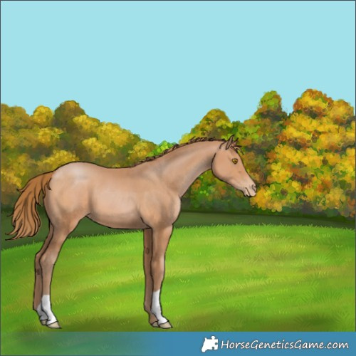 Horse Color:Bay Pearl 