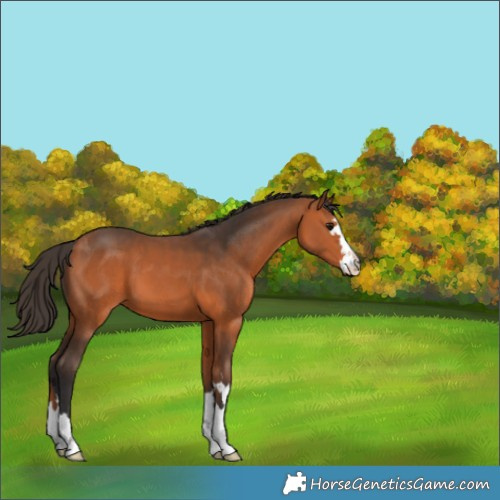 Horse Color:Bay 