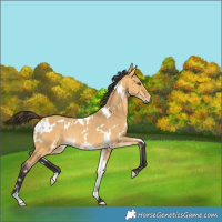 Horse Color:White Spotted Buckskin Dun Rabicano 