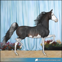 Horse Color:Brown Splash Rabicano 