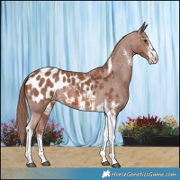Horse Color:Chestnut Sabino Tobiano Appaloosa 