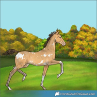 Horse Color:White Spotted Sable Cream Champagne