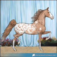 Horse Color:Gold Champagne Splash Appaloosa 